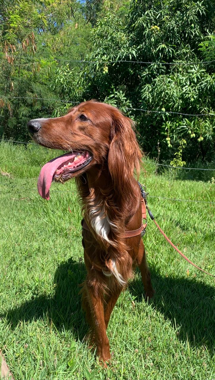 Setter Irlandês para Cobertura – Macho com Pedigree - Foto 1