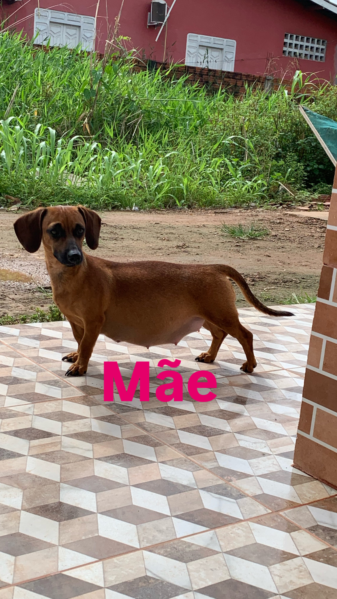 Vende-se Filhotes de Danchshund (cachorro salsicha)  - Foto 2