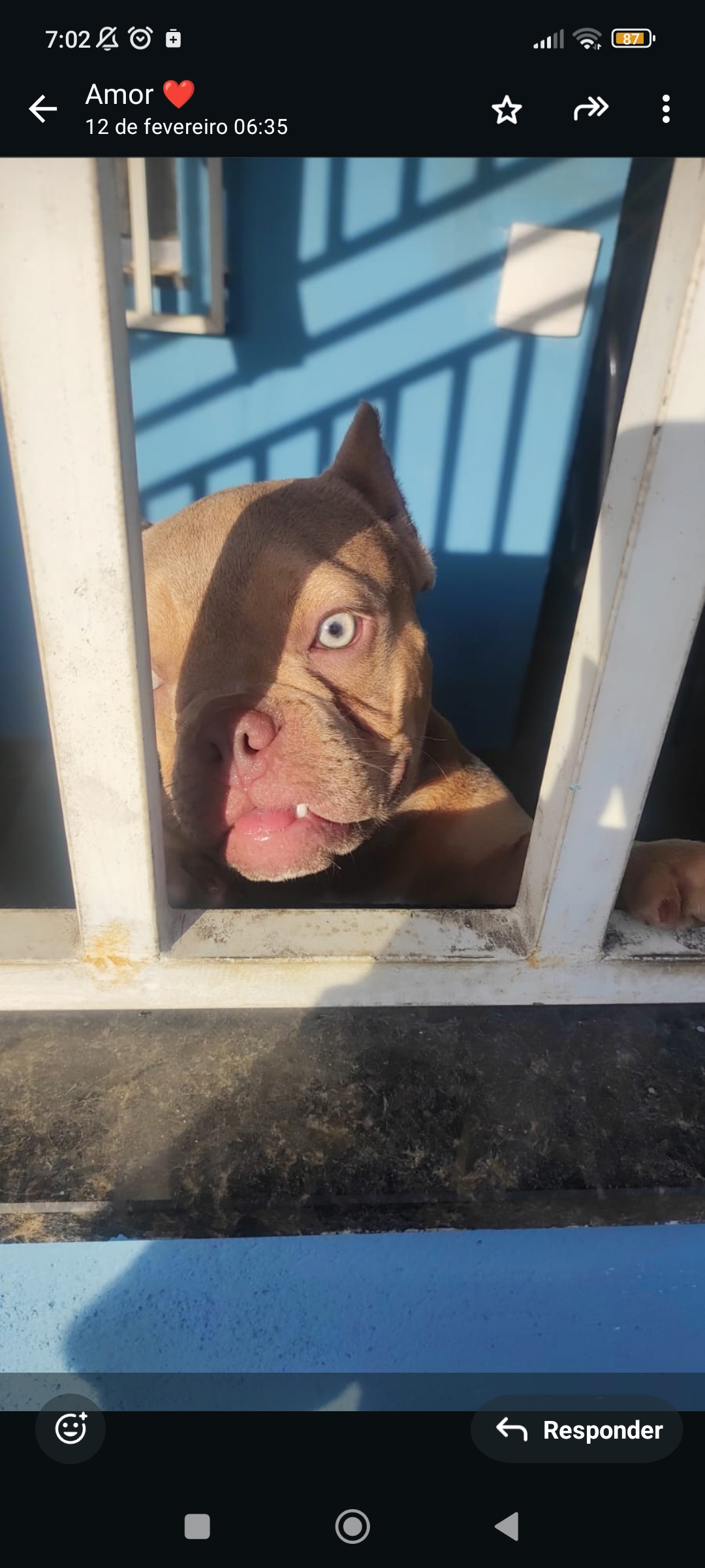 Casal de American bully - Foto 1