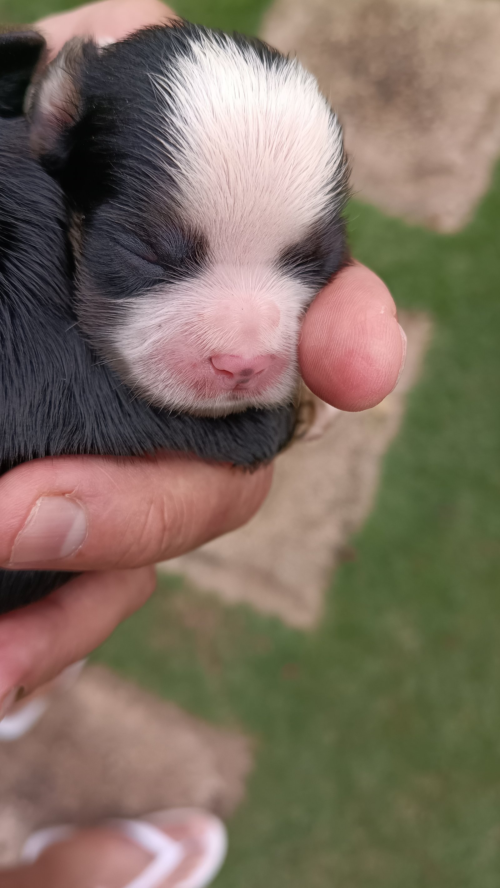 LHASA APSO  - Foto 3