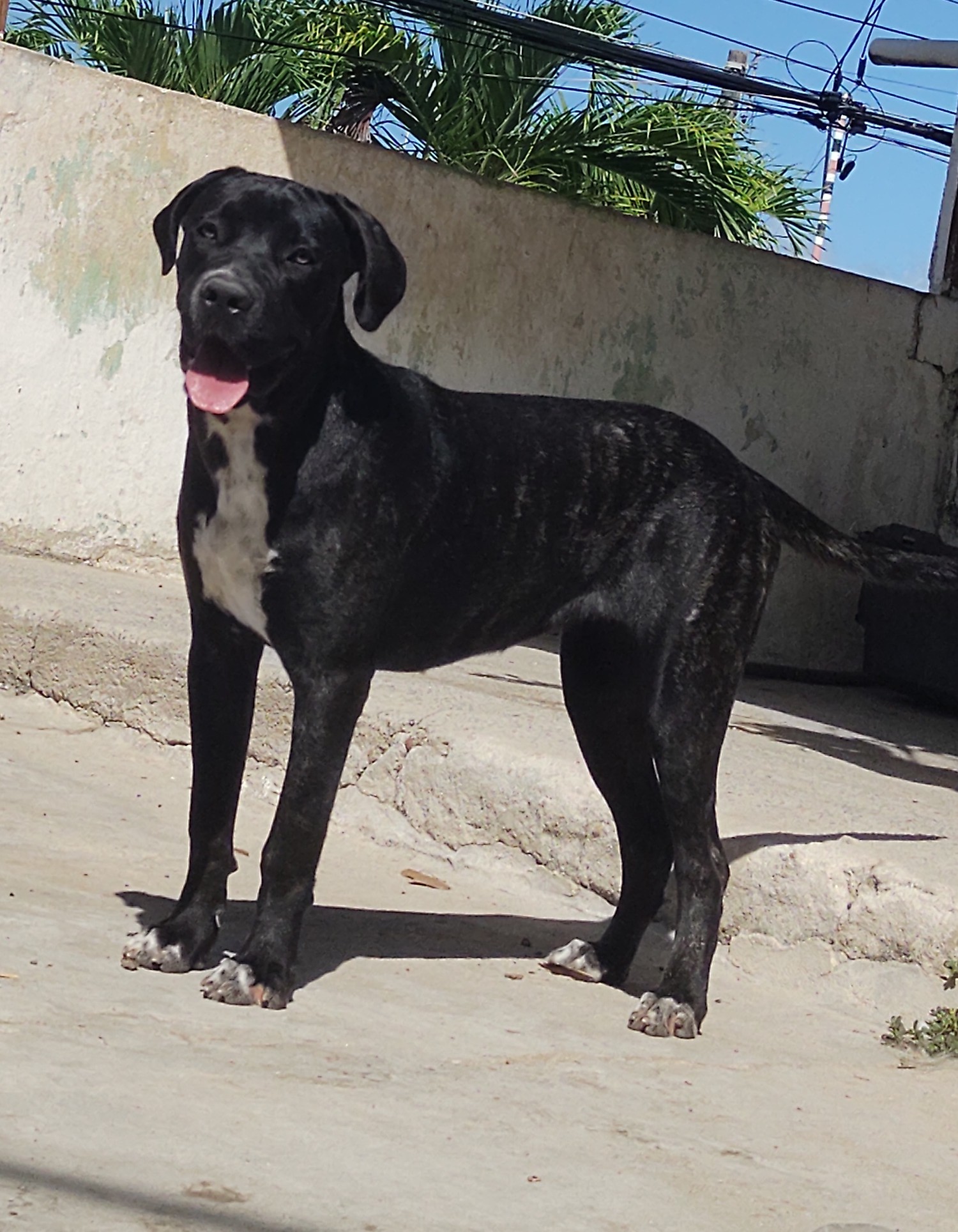 Cane Corso 10 meses pura! - Foto 1