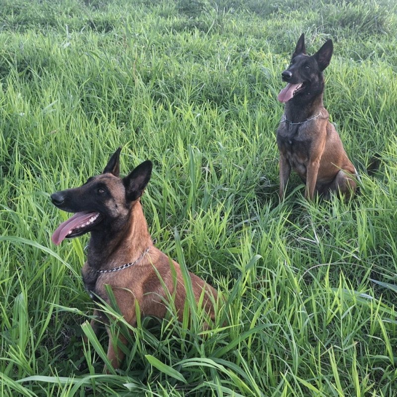 Filhotes Pastor Belga Malinois - Foto 4