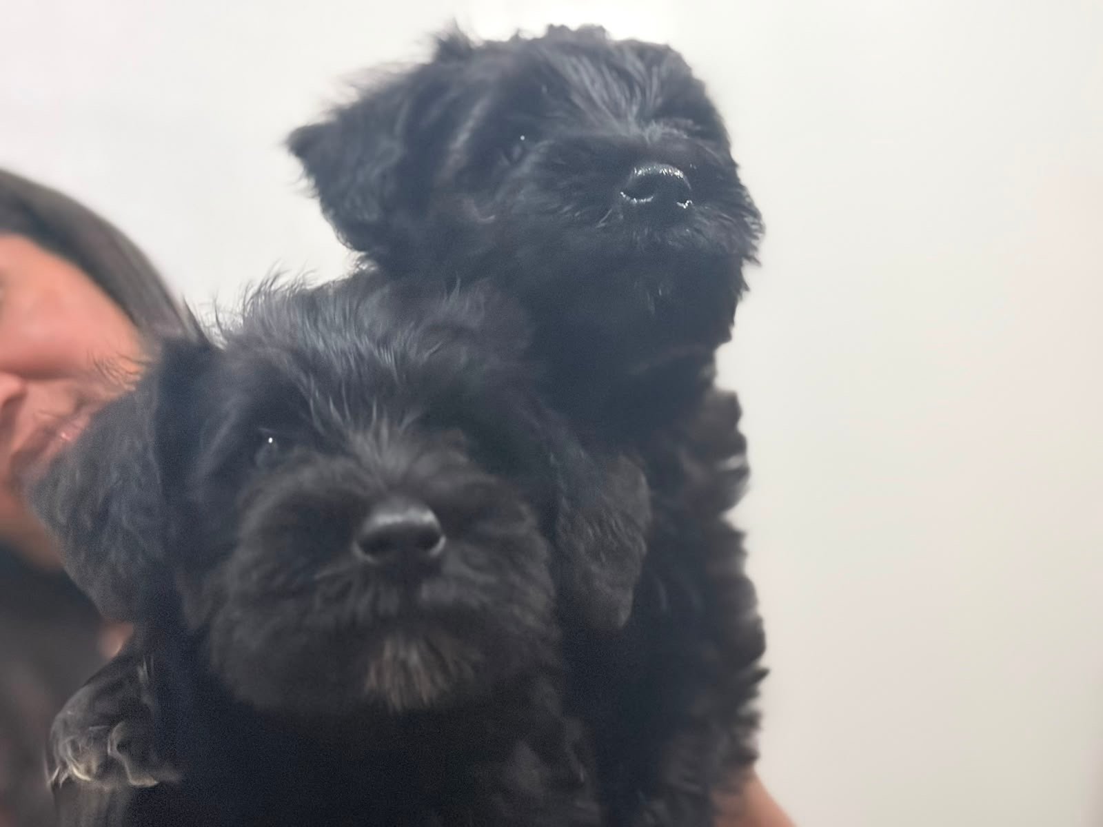 Filhotes de schnauzer miniatura  - Foto 5