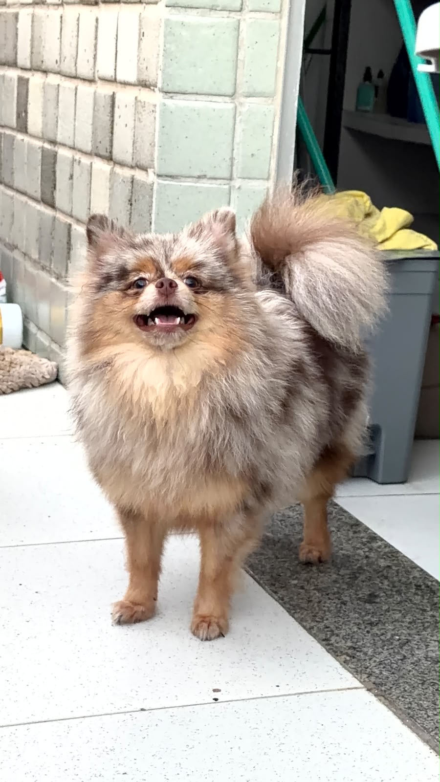 Spitz alemão  - Foto 1
