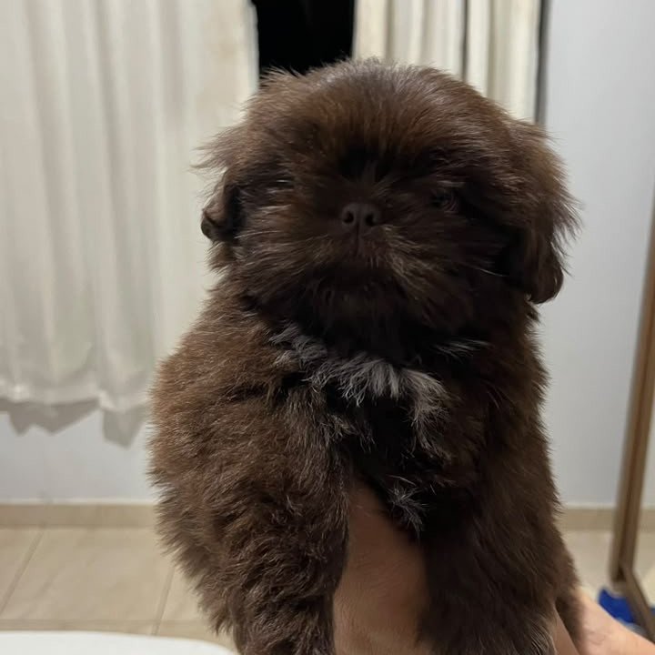 Shih Tzu Macho Chocolate - Foto 1