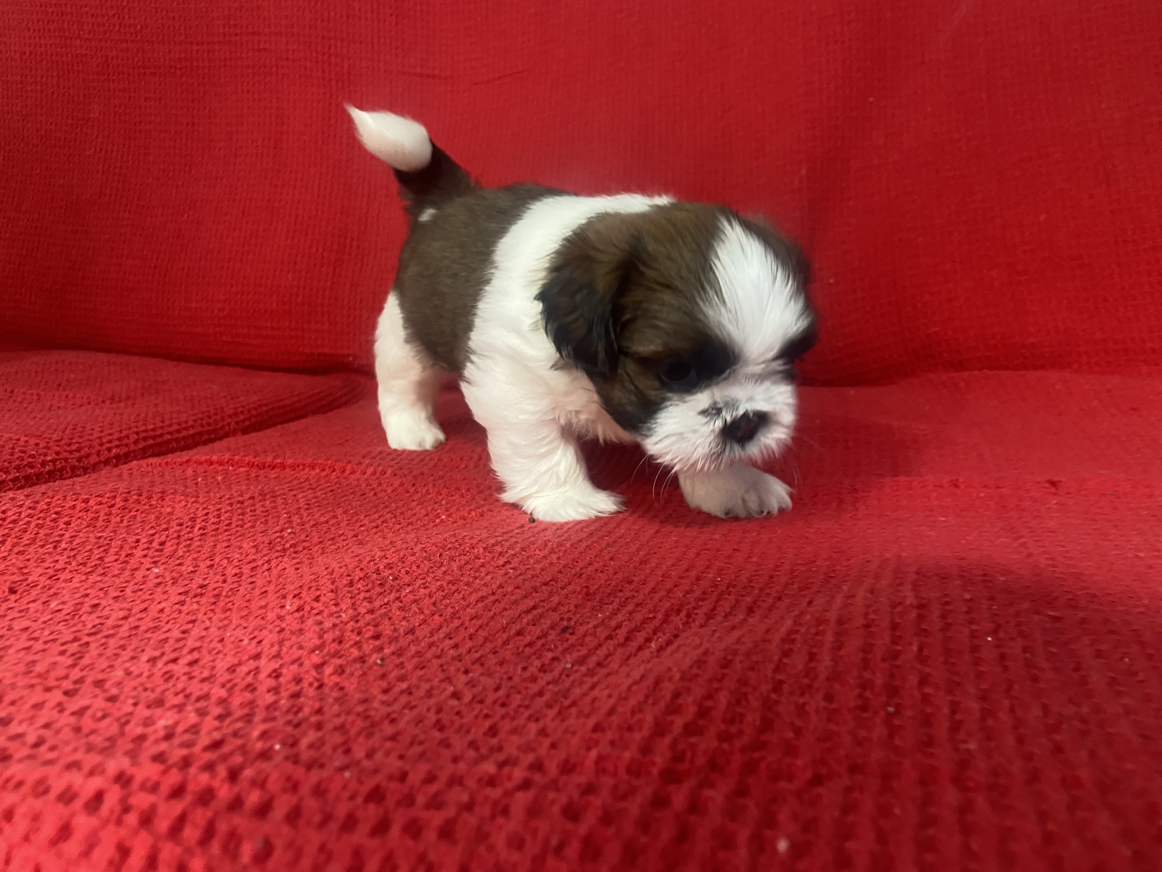 Shih Tzu - Foto 2