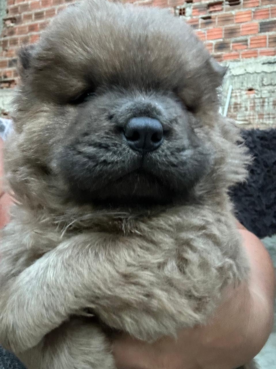 Filhotes de Chow chow - Foto 5