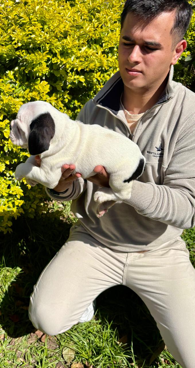 Buldogue campeiro - Foto 1