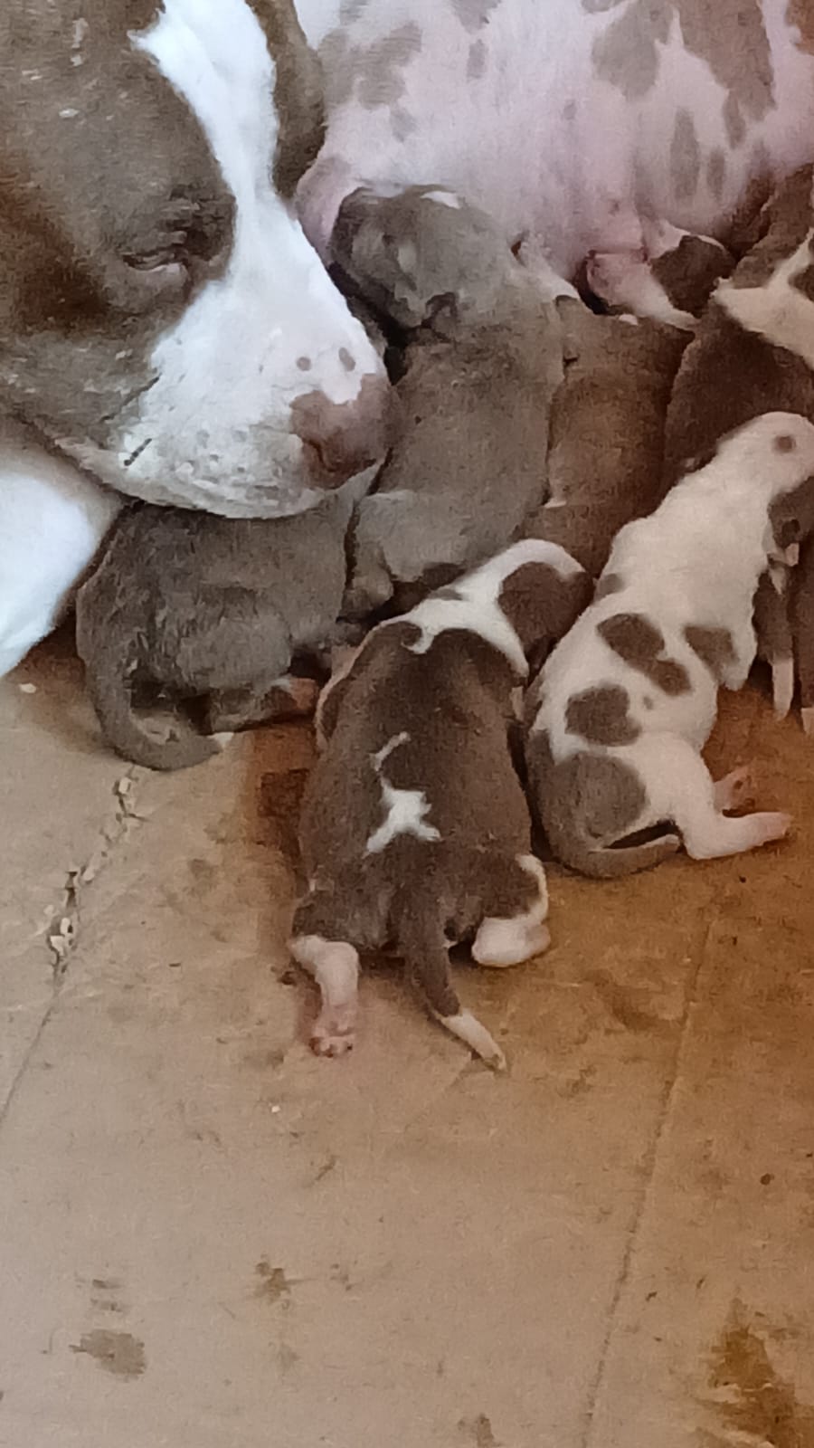 Pitbull - Foto 3