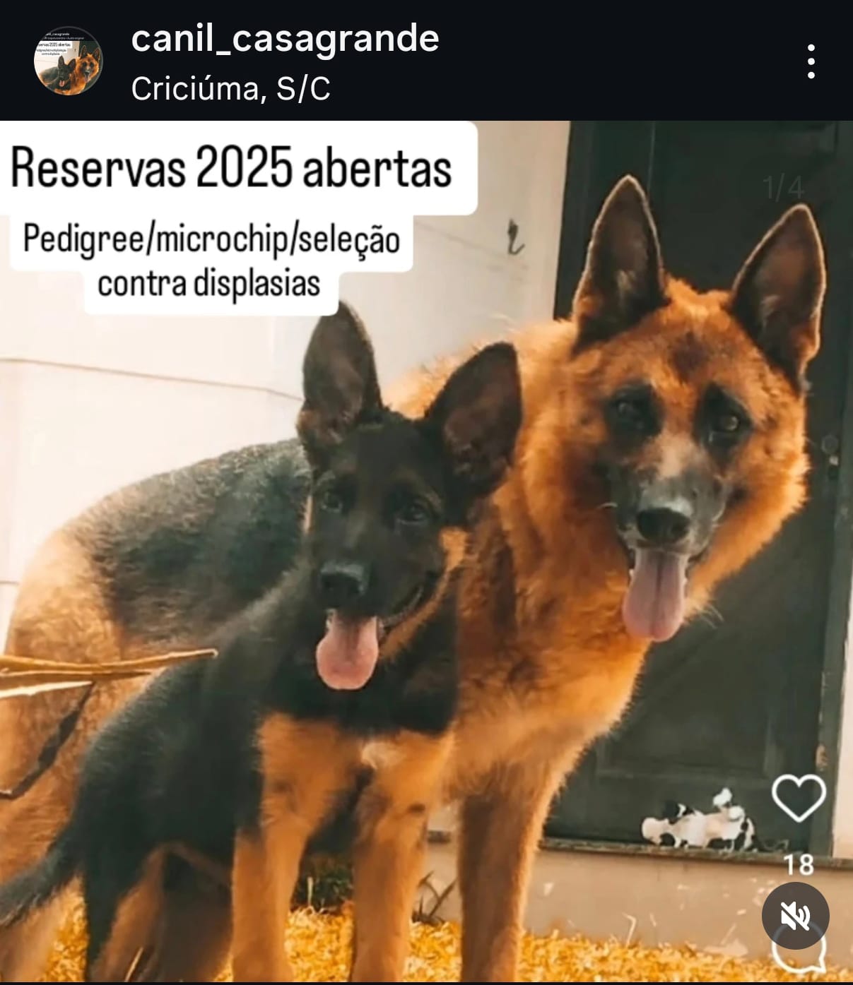 Pastor Alemão - Foto 1