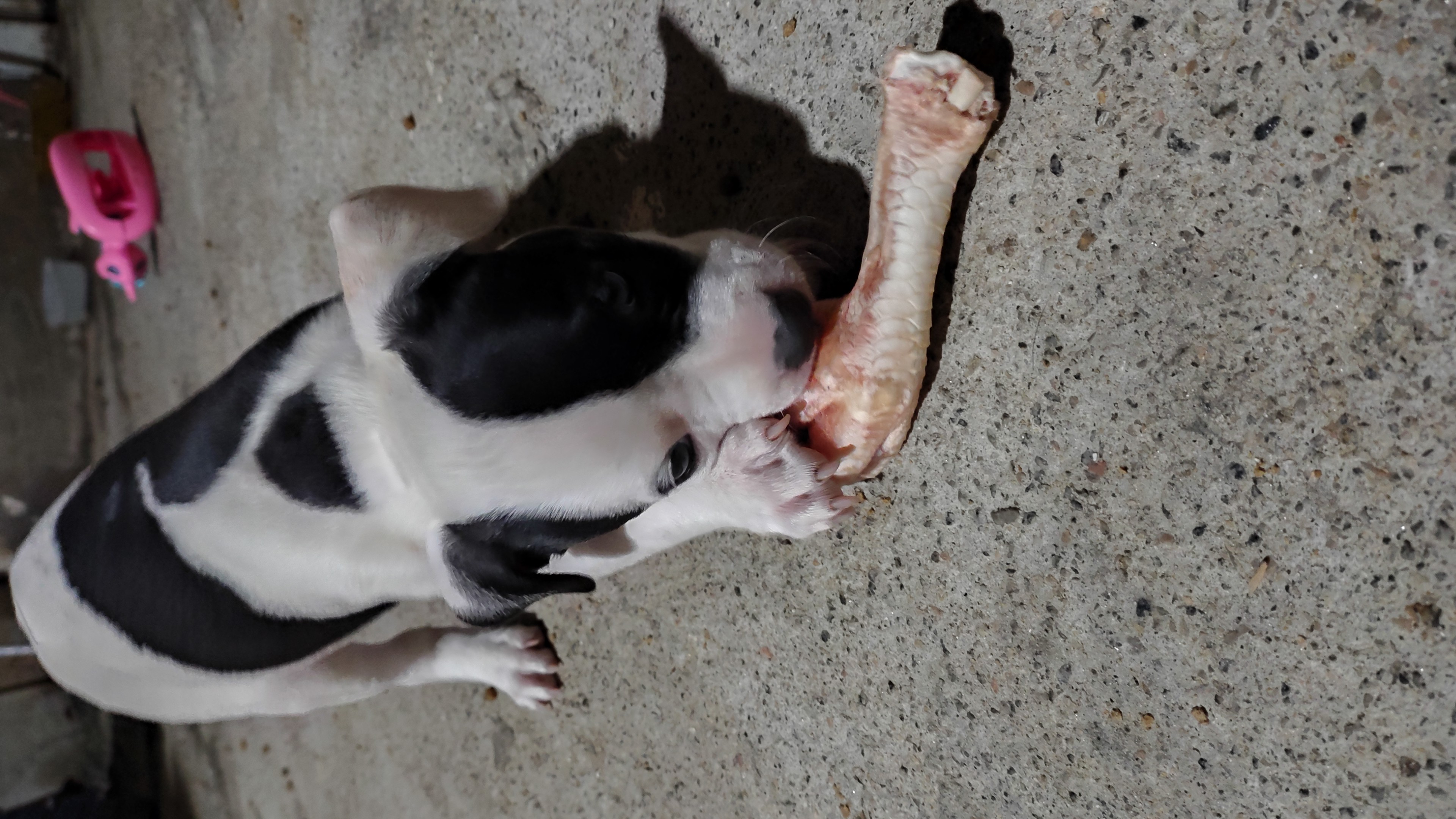 American Bully - Foto 2