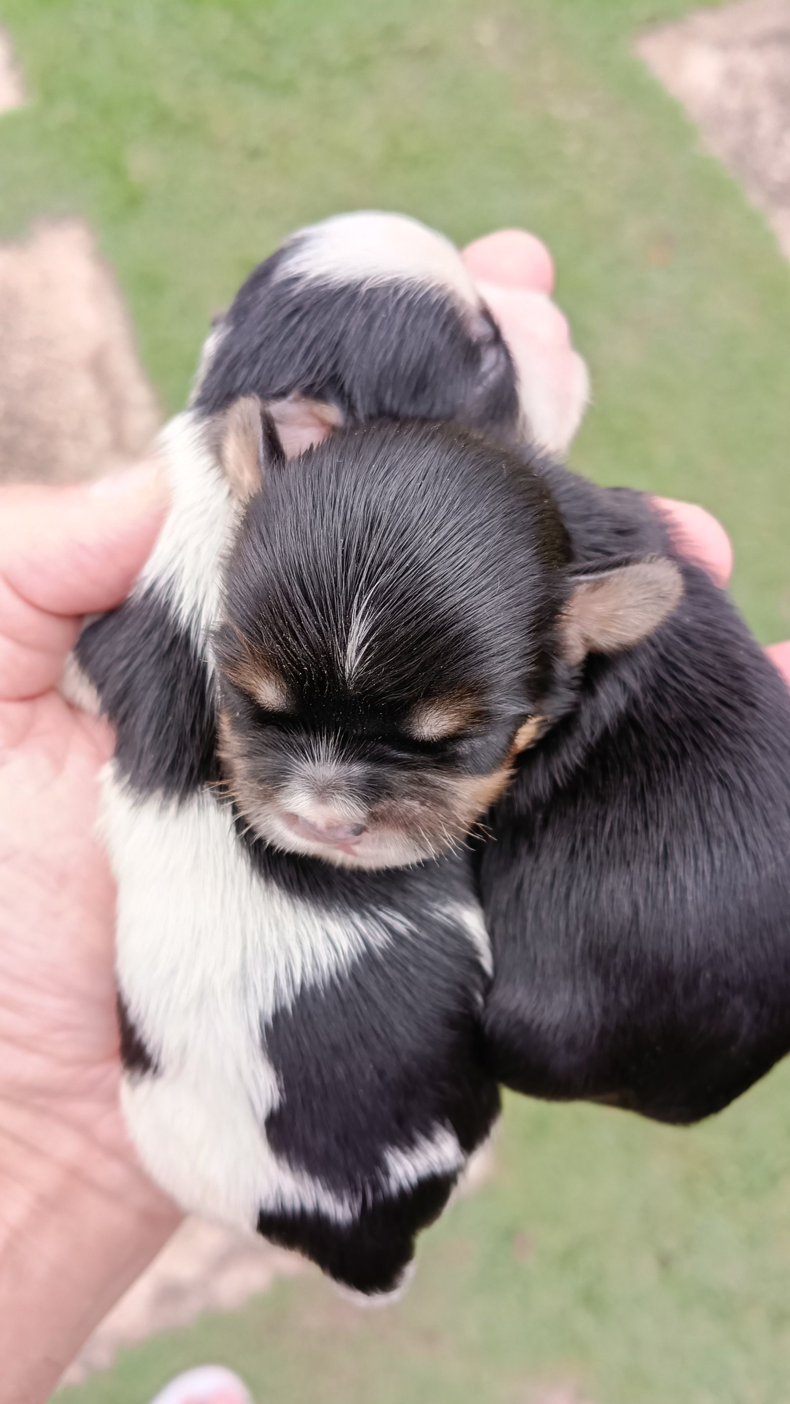LHASA APSO  - Foto 4