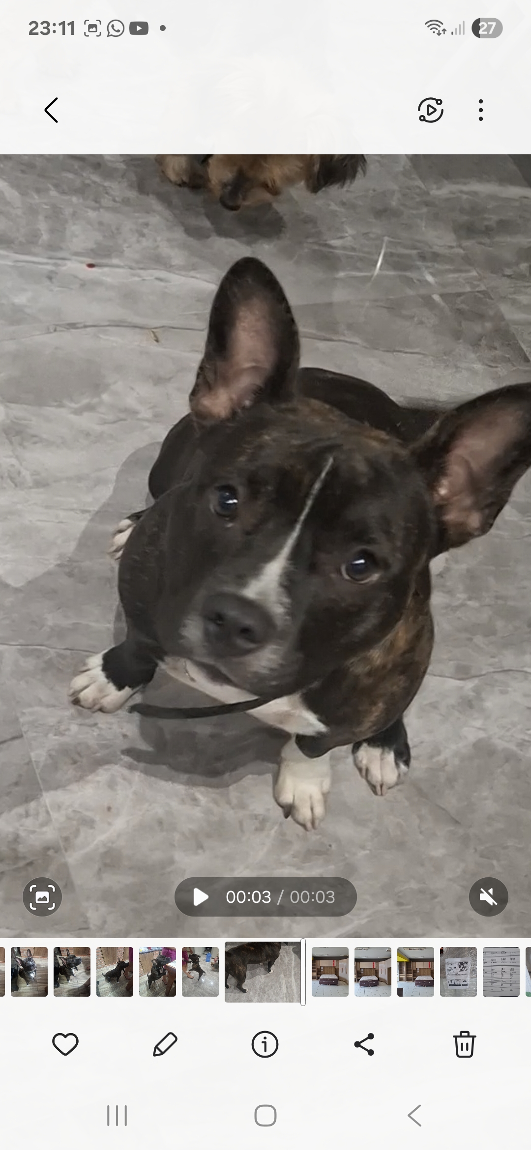 American Bully - Foto 1