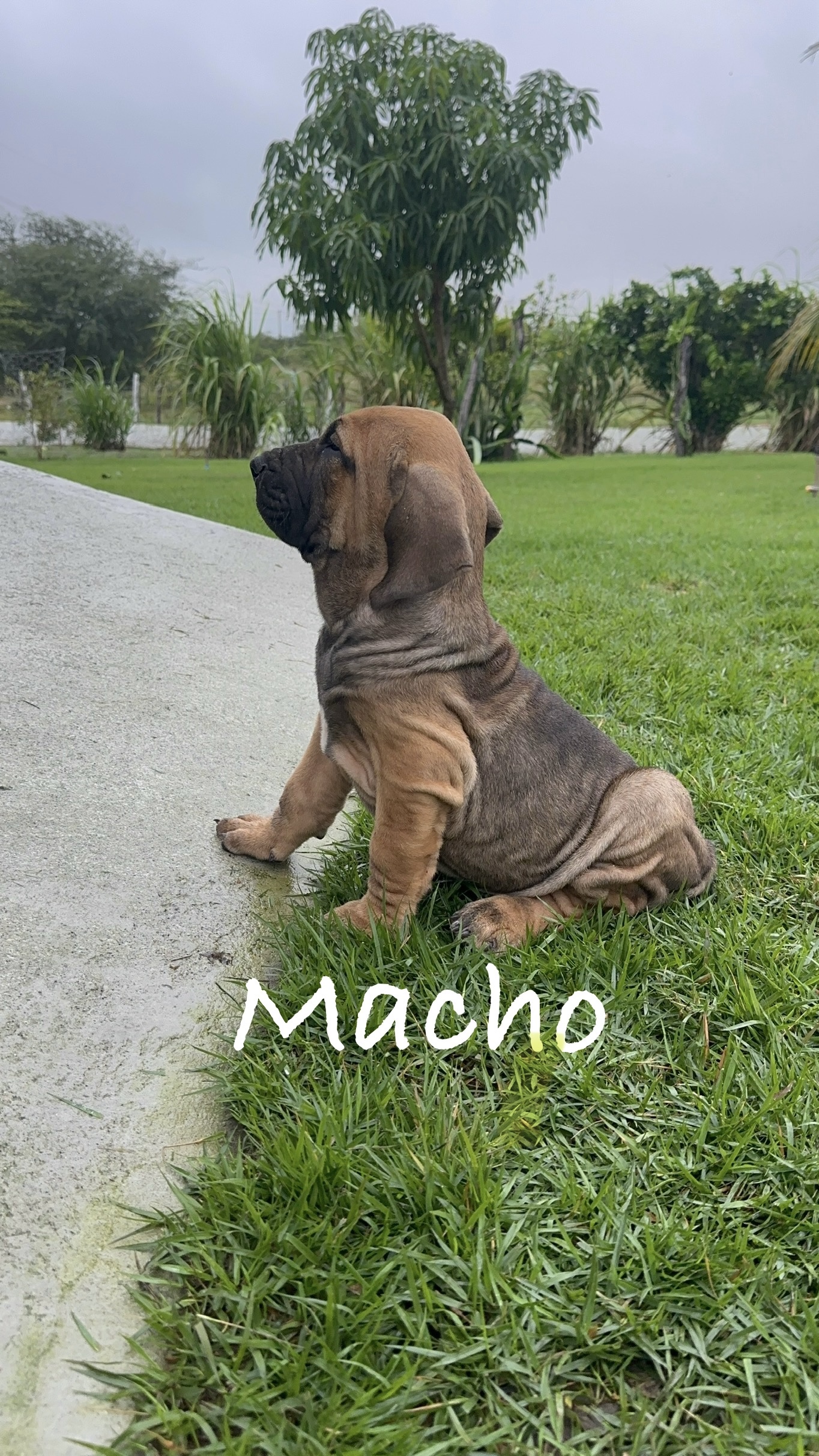 Fila Brasileiro - Foto 1