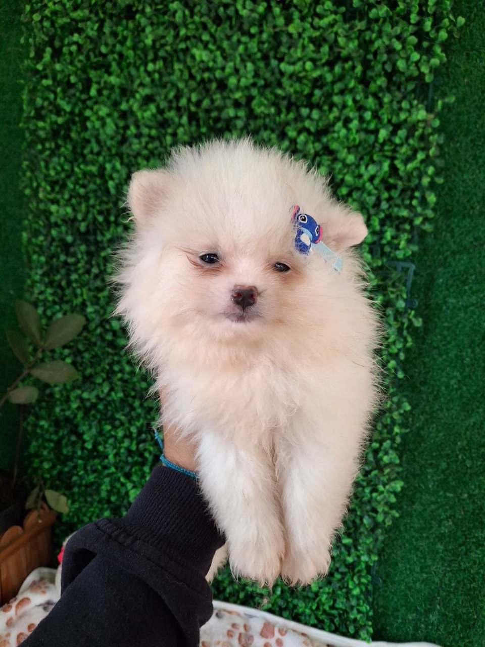 Lulu da pomerânia Anão - Foto 2