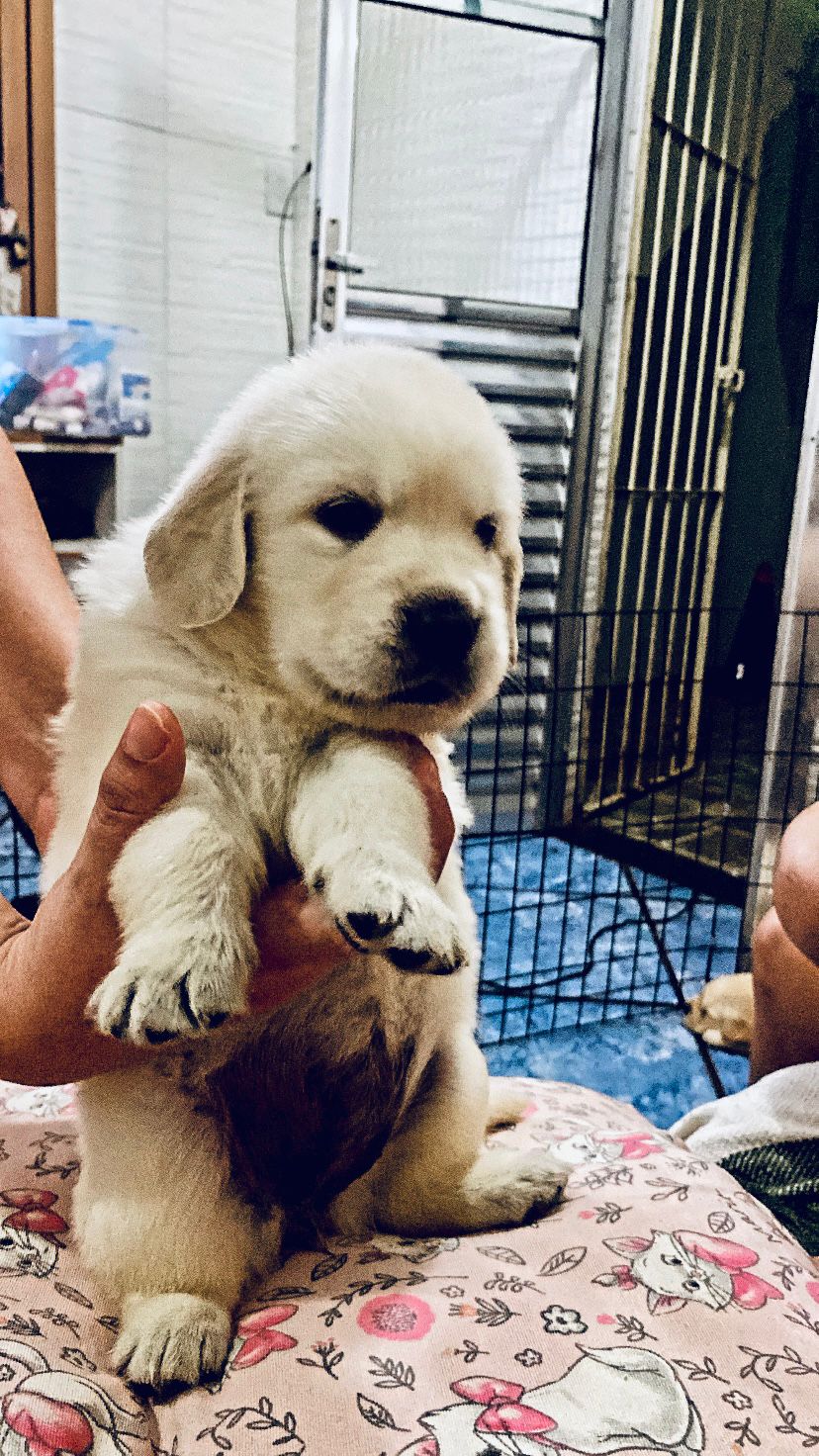 Filhote Golden Retriever  - Foto 4