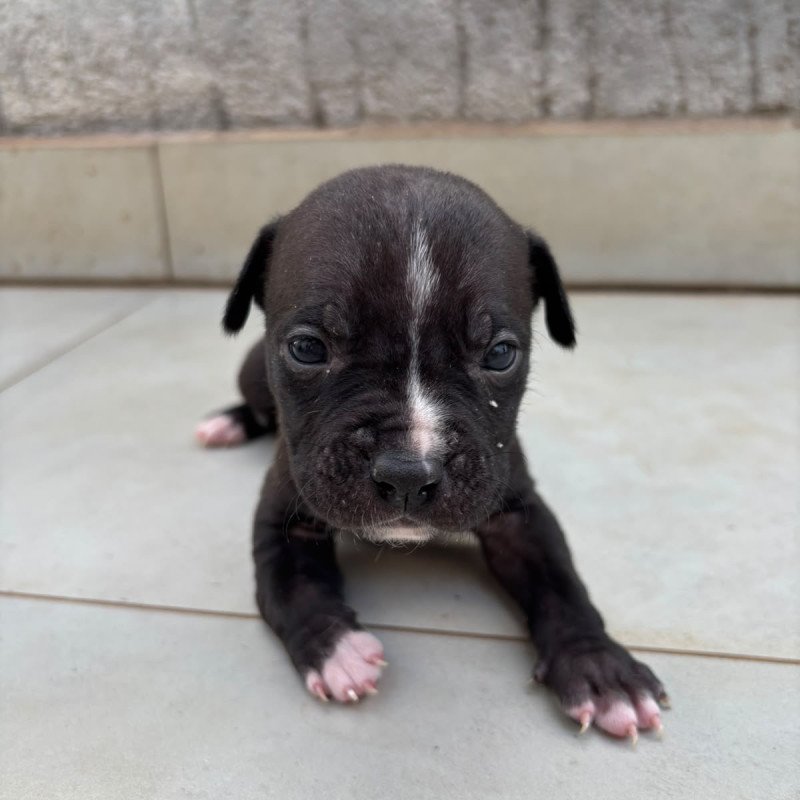 Lindos Filhotes de Pitbull - Foto 4