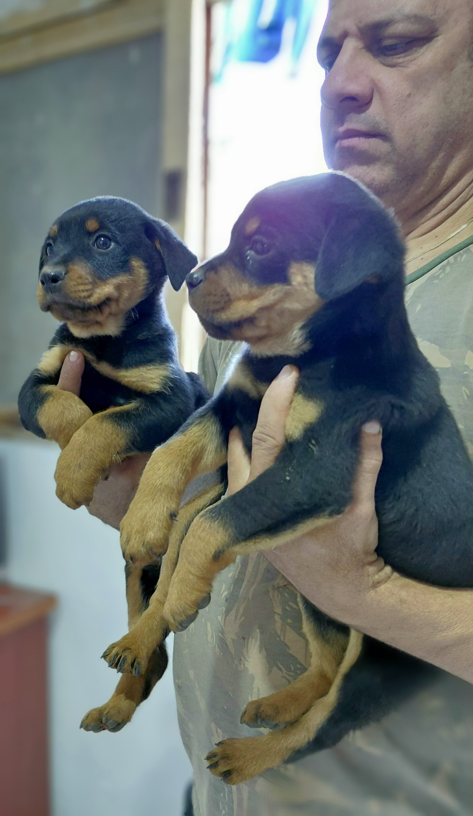 Filhote de Rottweiler  - Foto 3