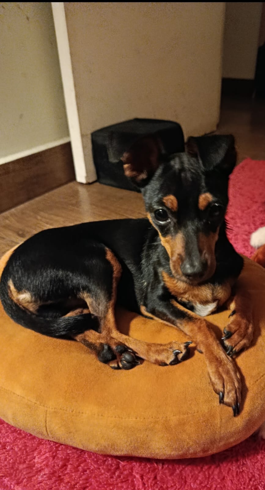 Pinscher - Foto 1