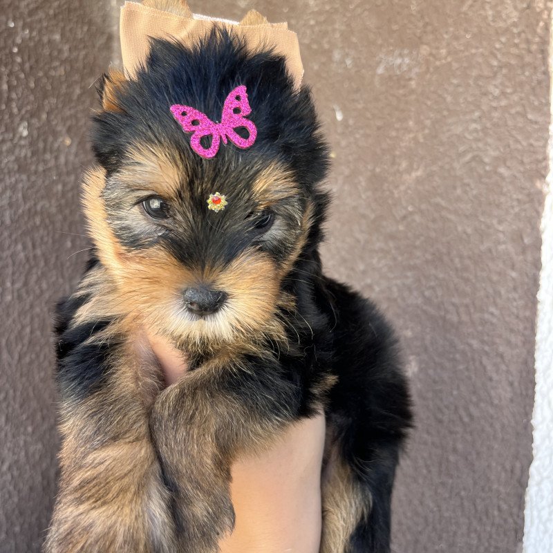 Filhotes de yorkshire puros, nasceram dia 19 de junho, um macho e uma fêmea. - Foto 1