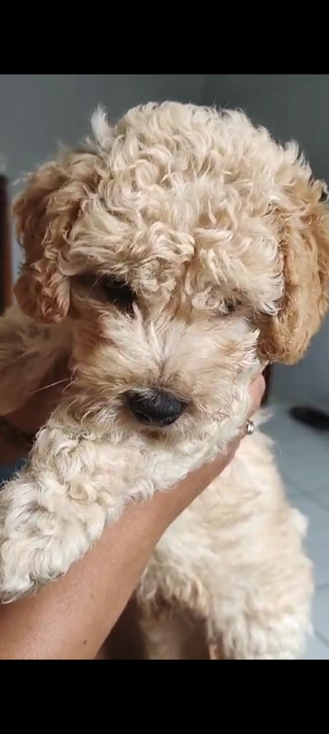 Vendo filhote poodle - Foto 1