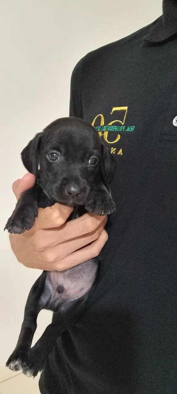 Filhote macho de Dachshund (salsichinha) - Foto 2