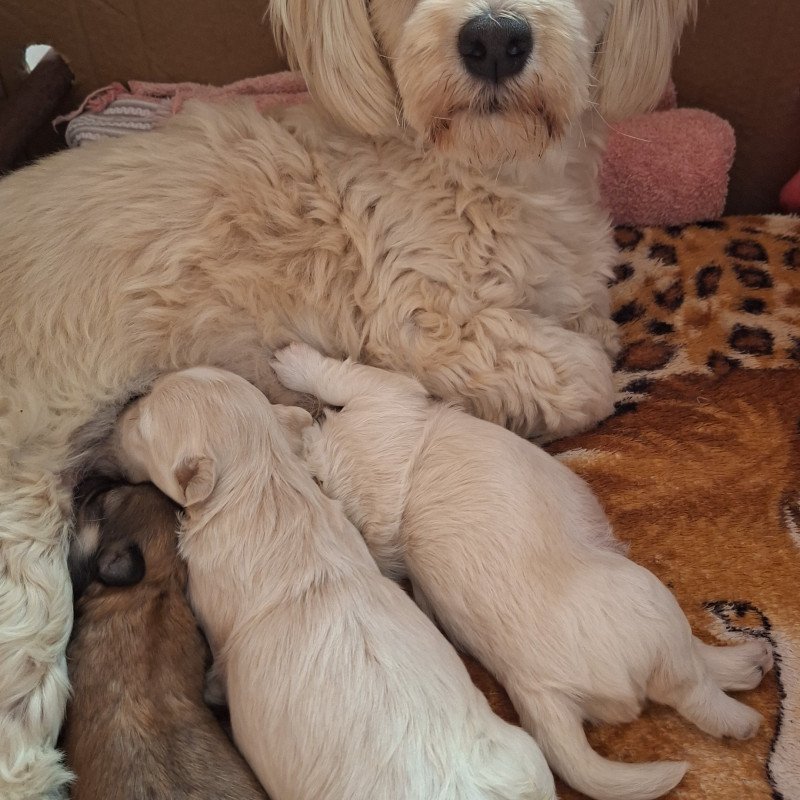 Vendo filhote Lhaza Apso - Foto 1