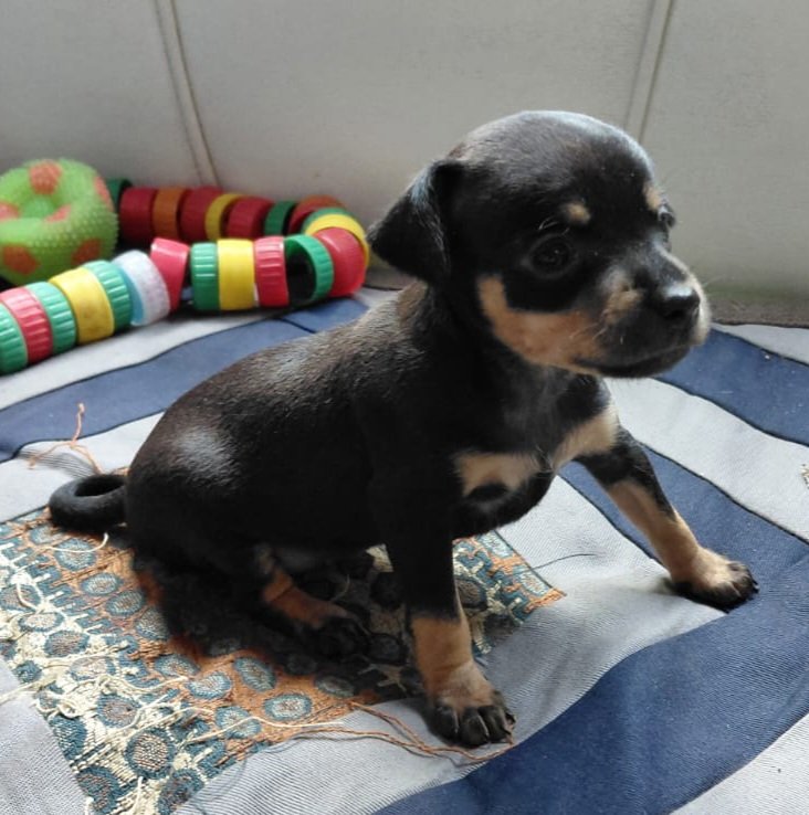 Vendo Cachorro Pinscher  - Foto 3