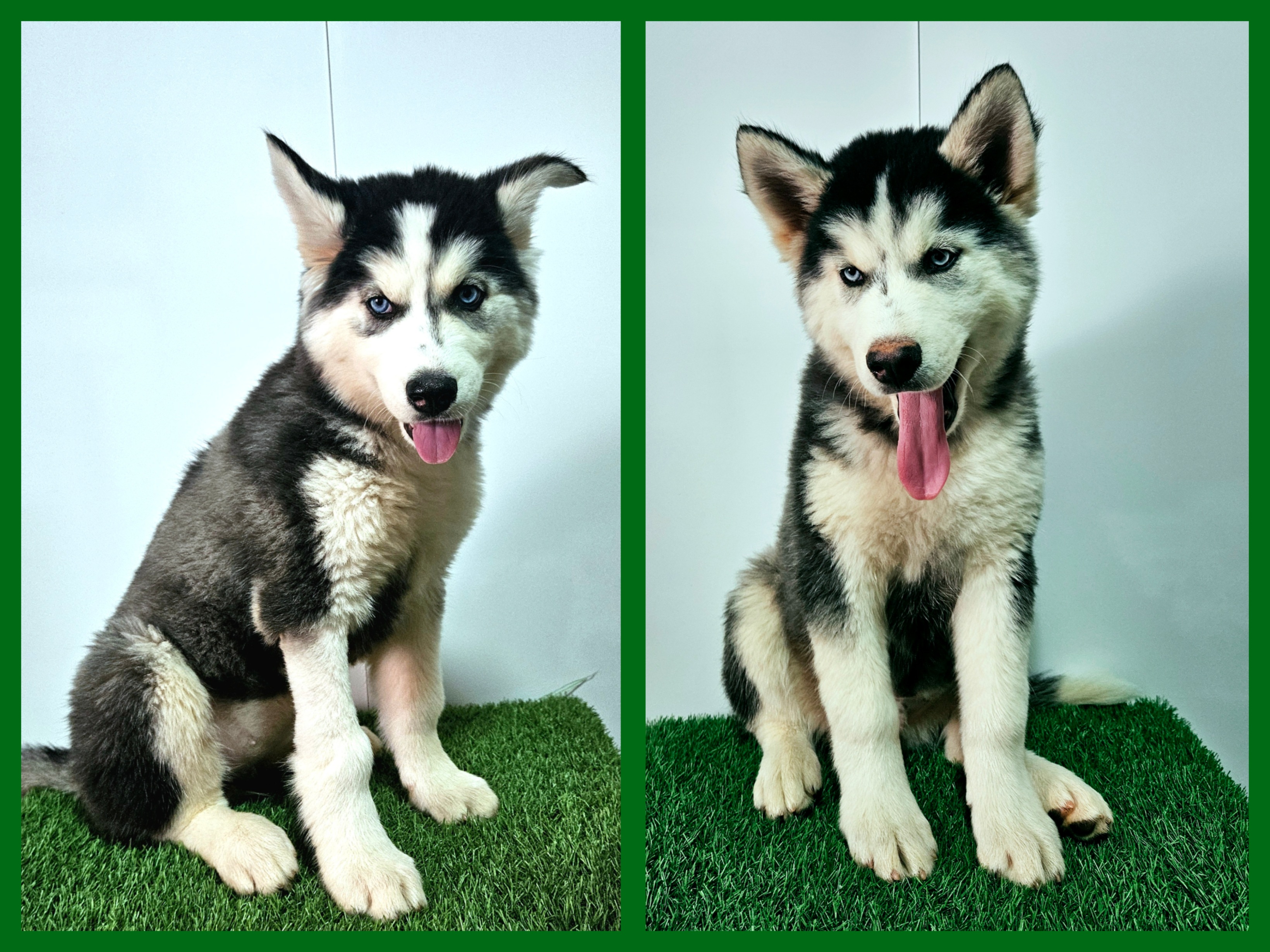 Husky Siberiano - Foto 3