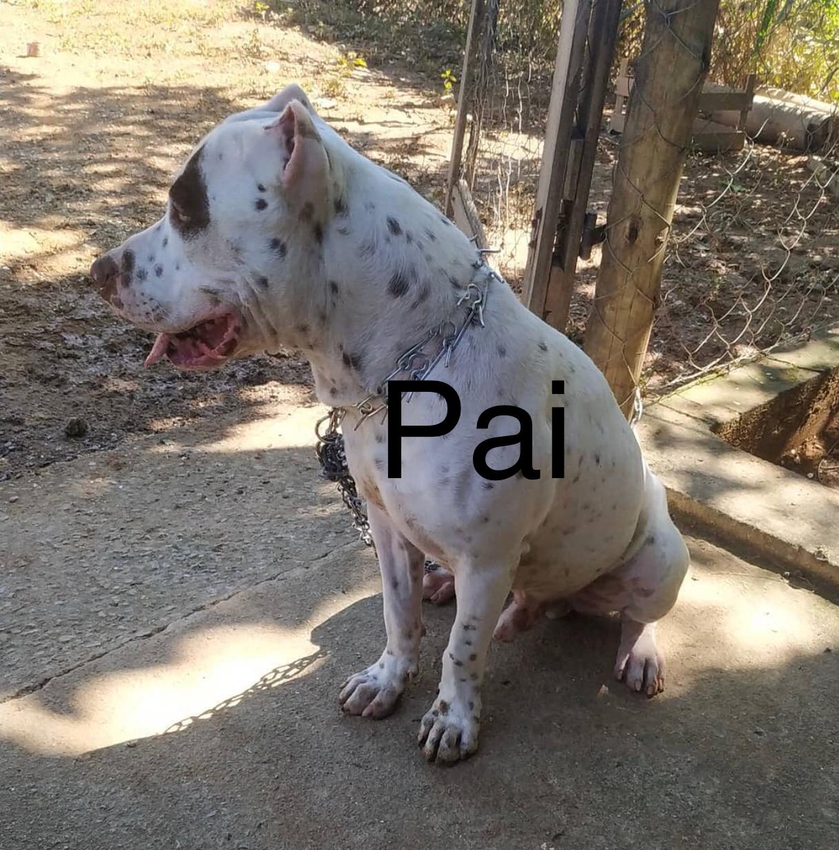 FILHOTES DE PITBULL (RARIDADE) - Foto 2