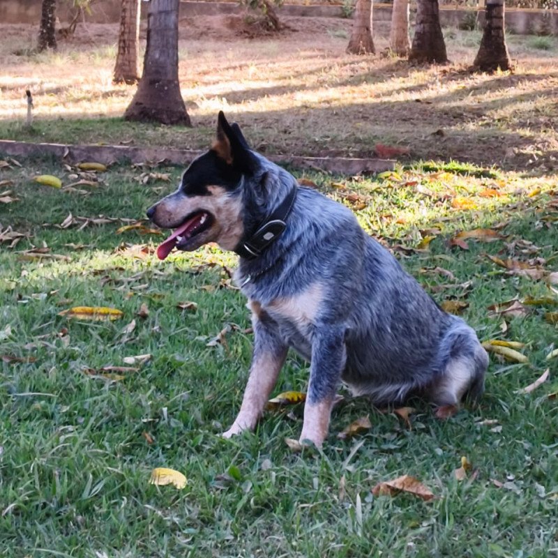 Casal de Boiadeiro Australiano pronto para reprodução - Foto 1