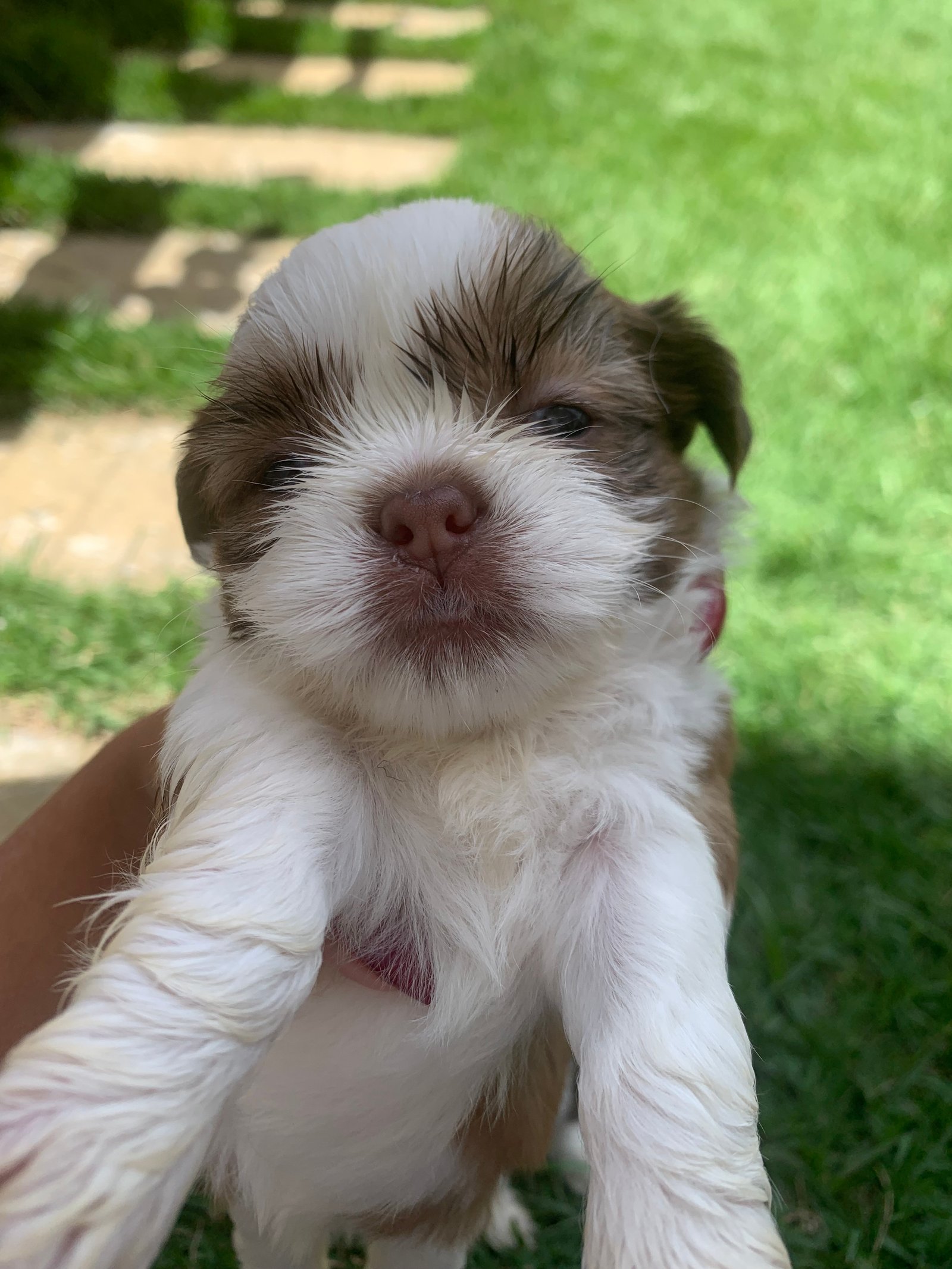 Filhotes Shih Tzu  - Foto 1