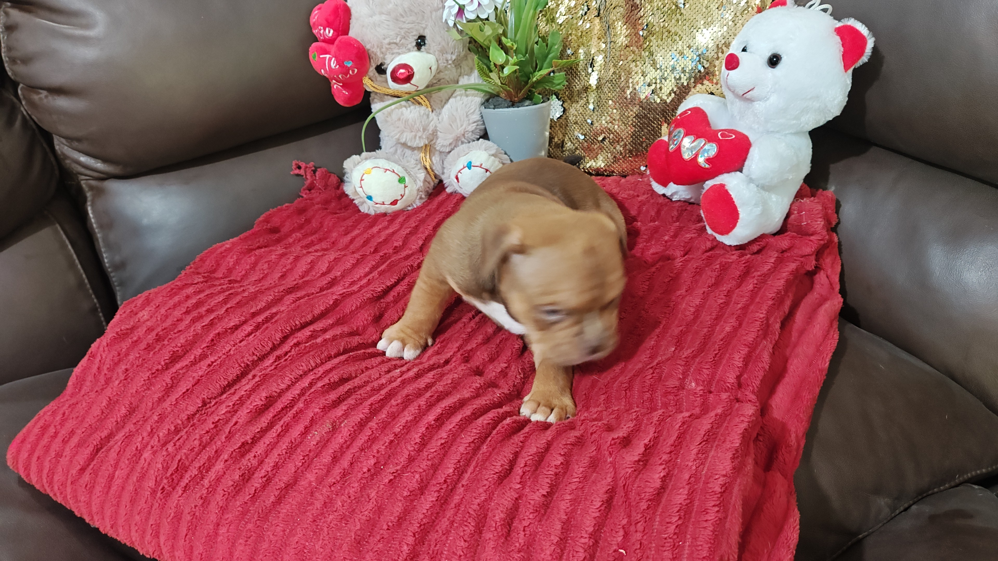 American Bully - Foto 1