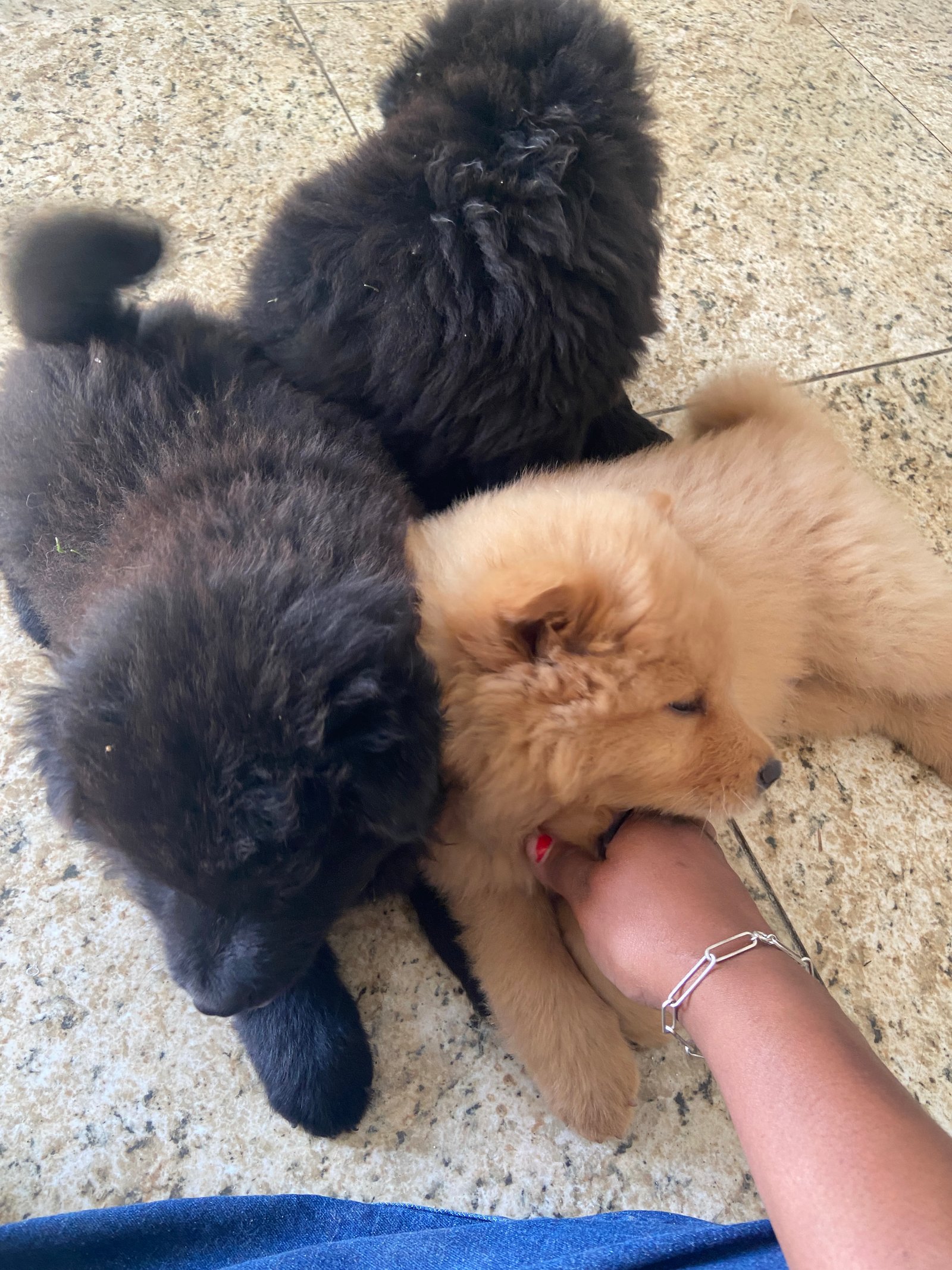 Vendo filhote de chow chow  - Foto 3