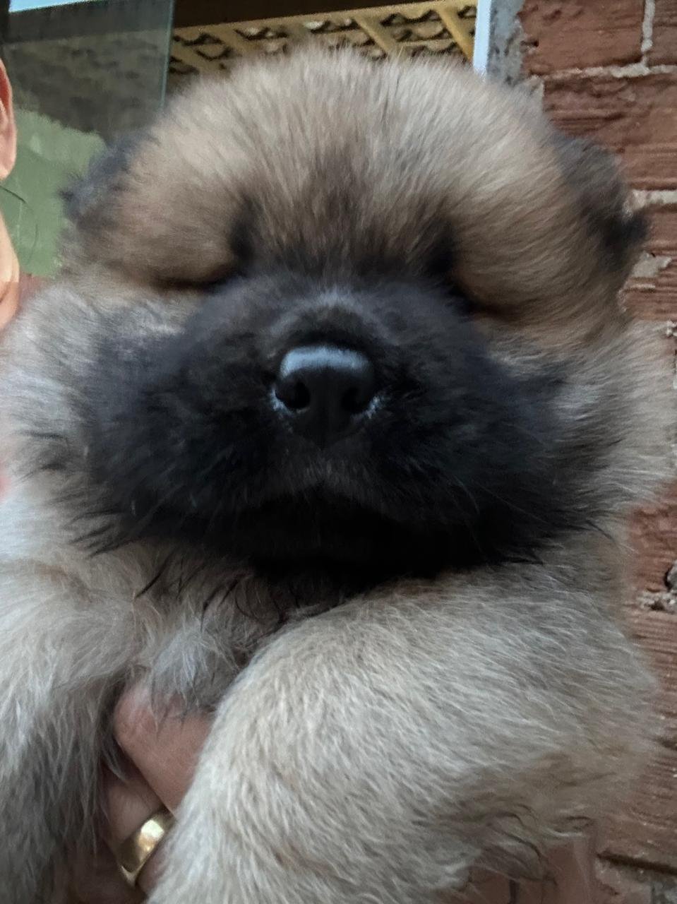 Filhotes de Chow chow - Foto 4
