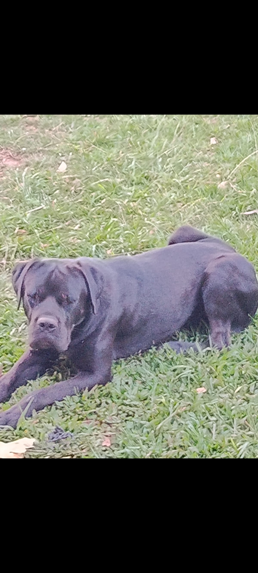Cane Corso - Foto 2