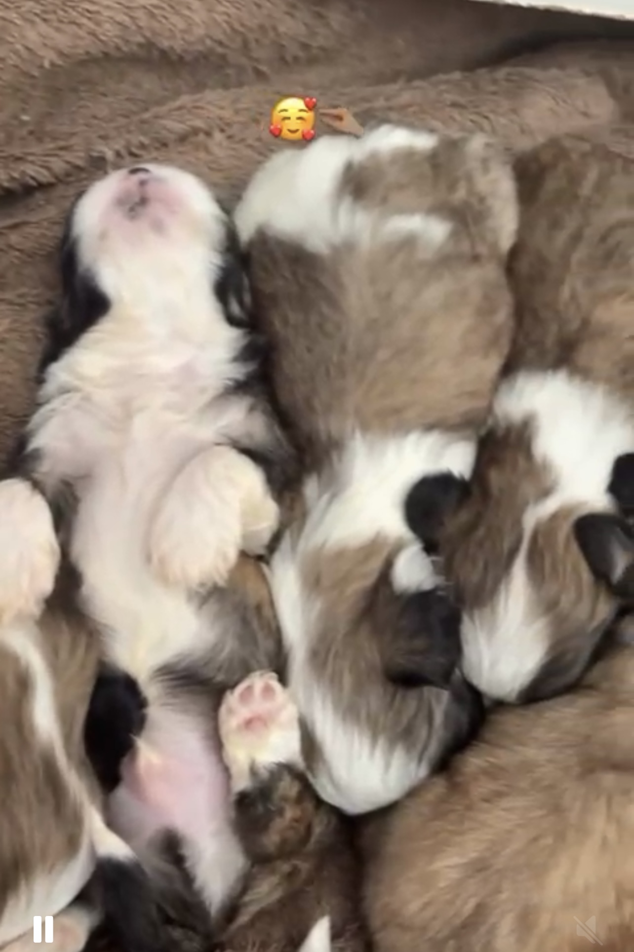 Shih Tzu - Foto 2