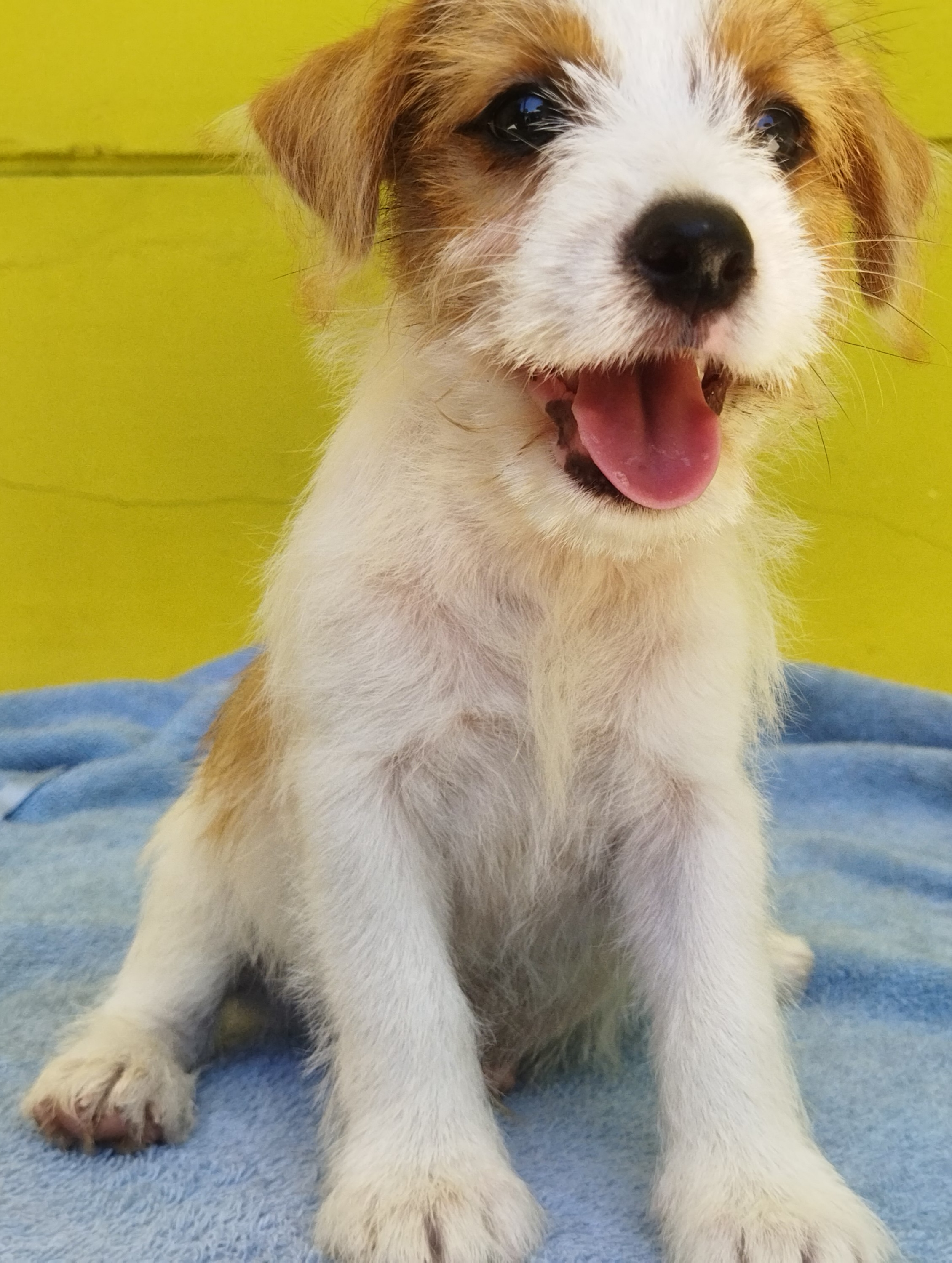 Jack Russel Terrier - Foto 2