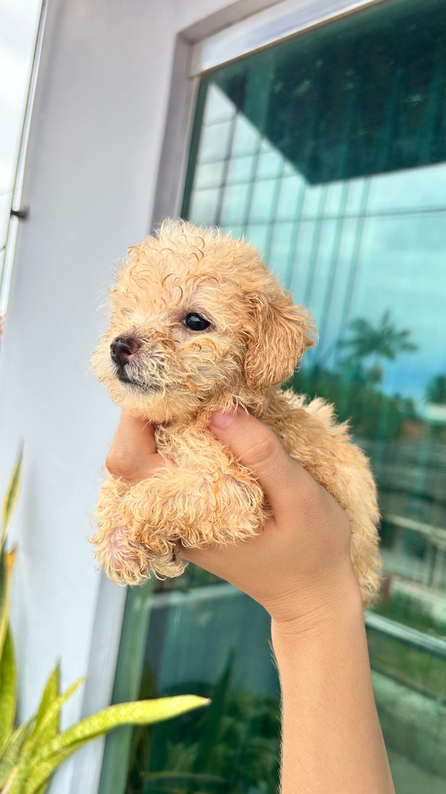 Venda  Poodle - Foto 4