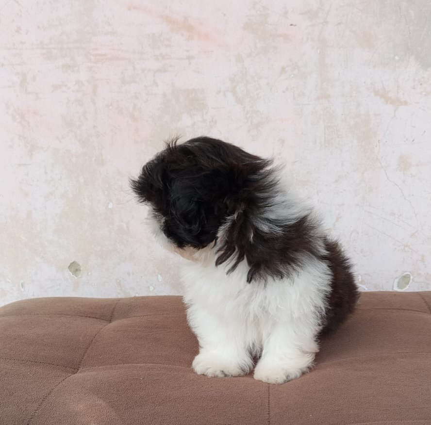 Fihote shihtzu fêmea  - Foto 1