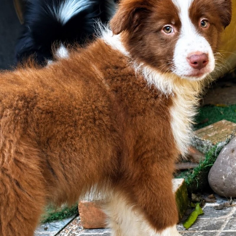 FILHOTES BORDER COLLIE - Foto 2