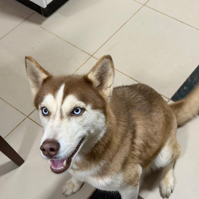 Vendo husky siberiano - Foto 2