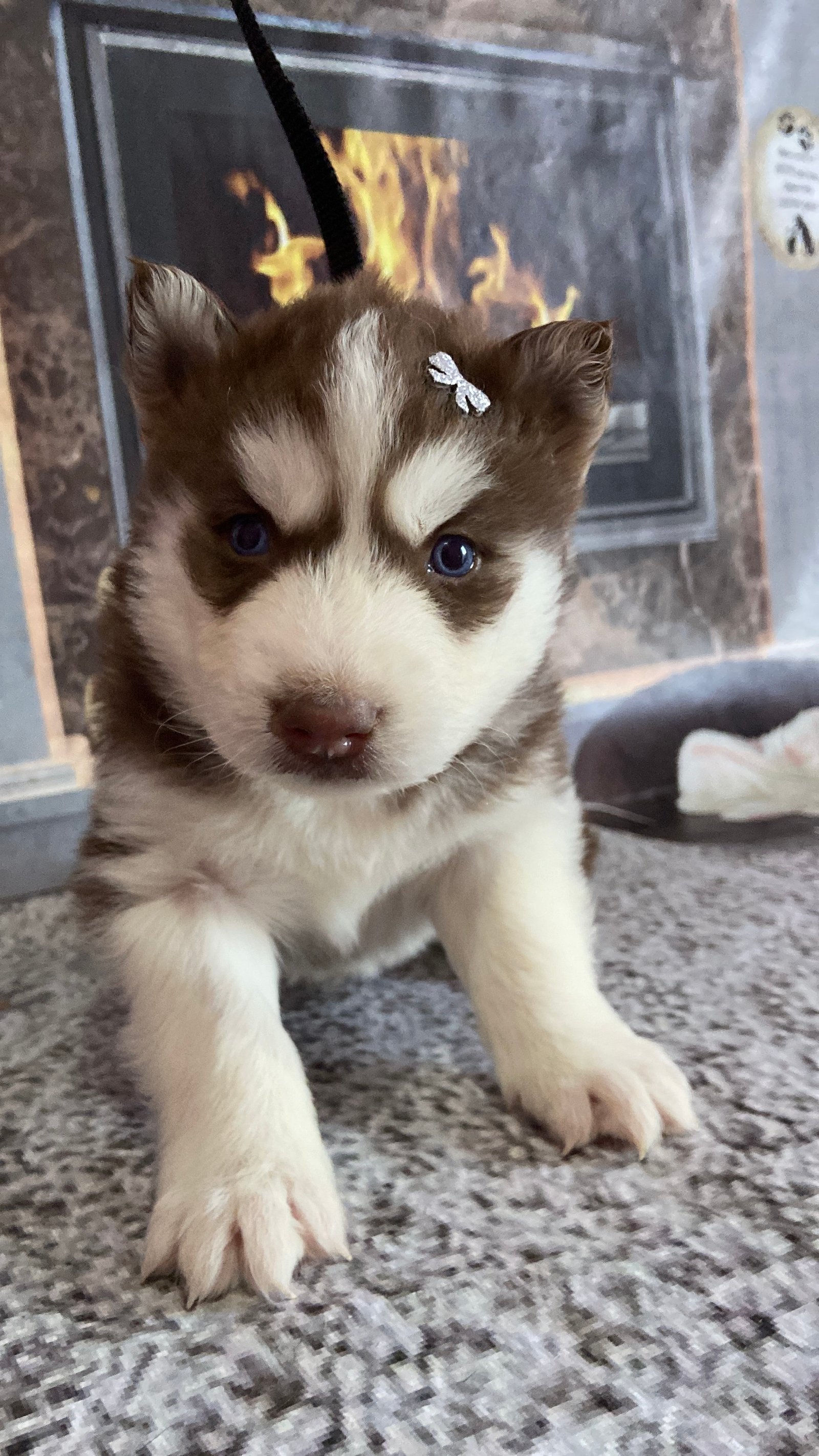Filhotes de husky siberiano  - Foto 5