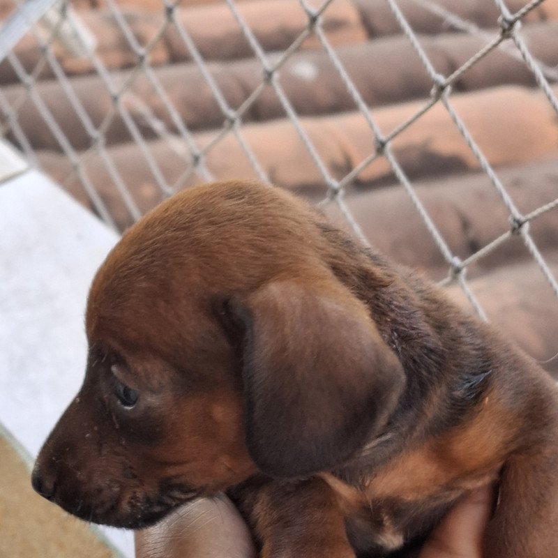 Lindo filhotes de Basset Hound - Foto 4