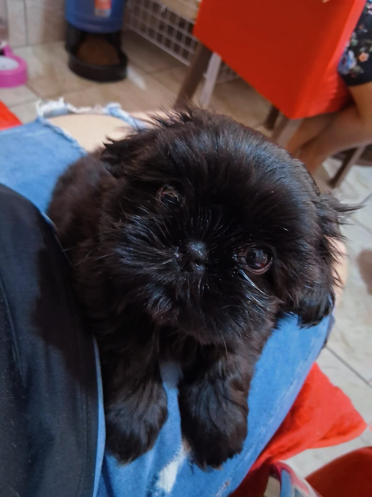 Shih Tzu - Foto 1