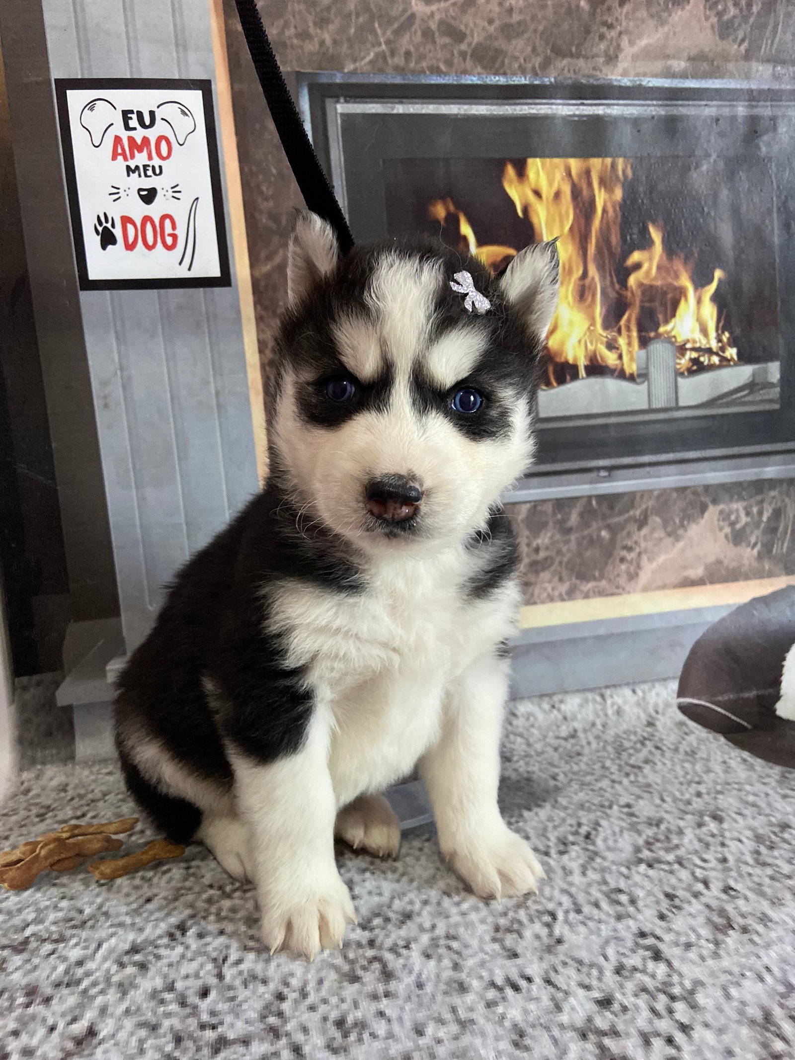Filhotes de husky siberiano  - Foto 1