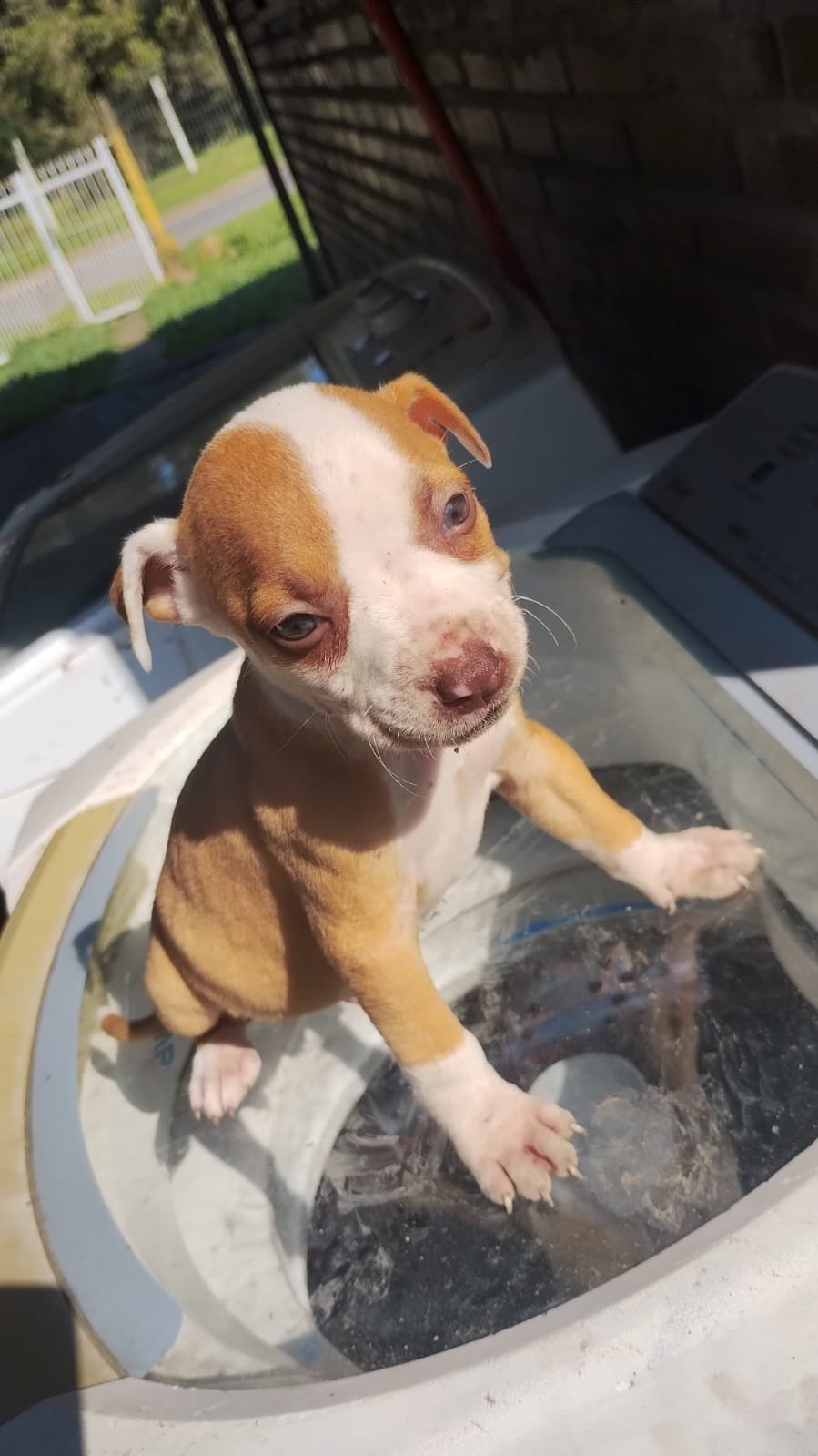 PRA IR RÁPIDO Lindos Filhotes Pit Monster desverminados já - Foto 4