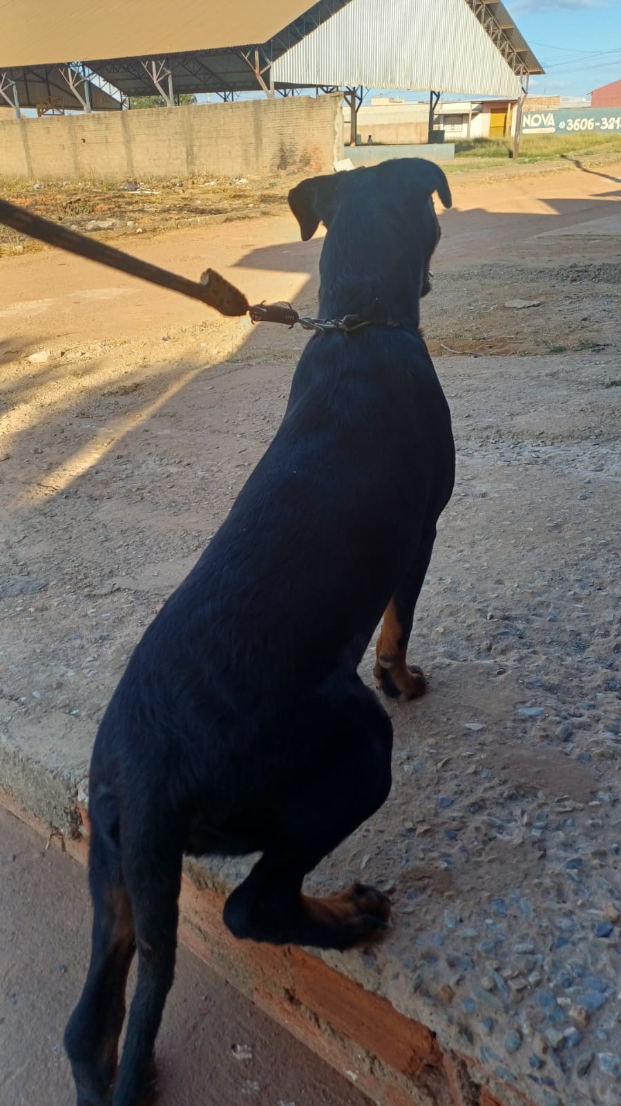 Rottweiler 8 meses - Foto 3