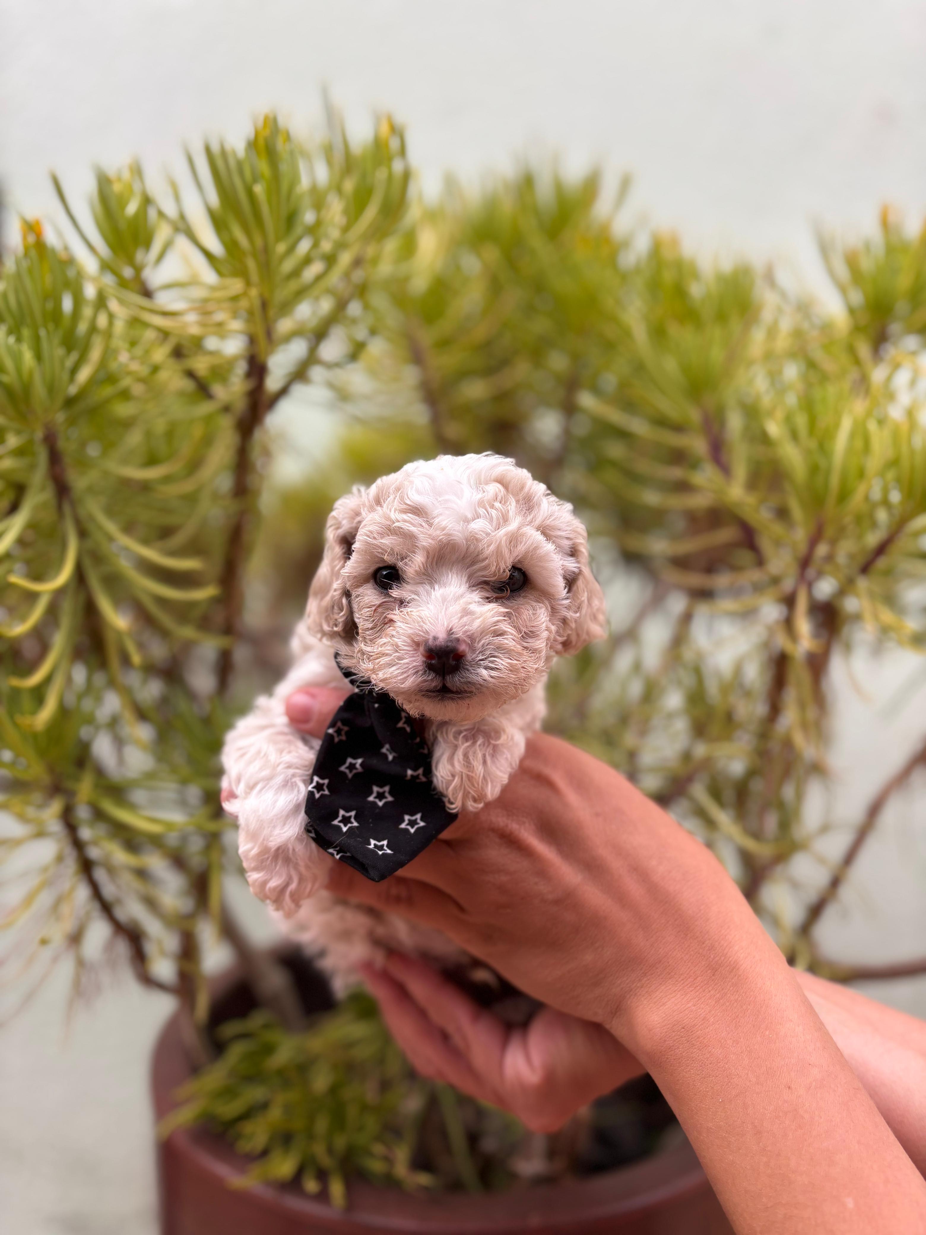 Poodle - Foto 3
