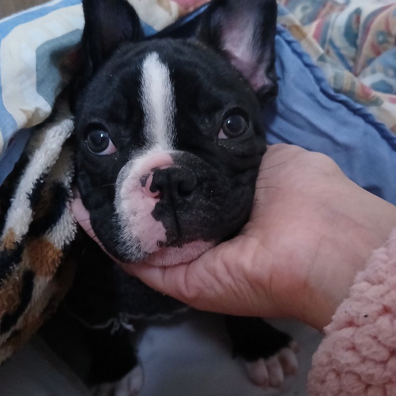 Filhote bulldog frances macho - Foto 1